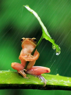 Обои Funny Frog Hiding From Rain 240x320