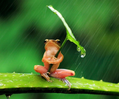 Funny Frog Hiding From Rain wallpaper 480x400