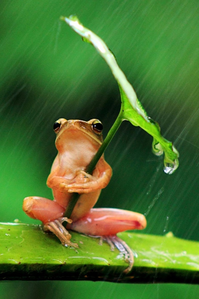 Funny Frog Hiding From Rain screenshot #1 640x960