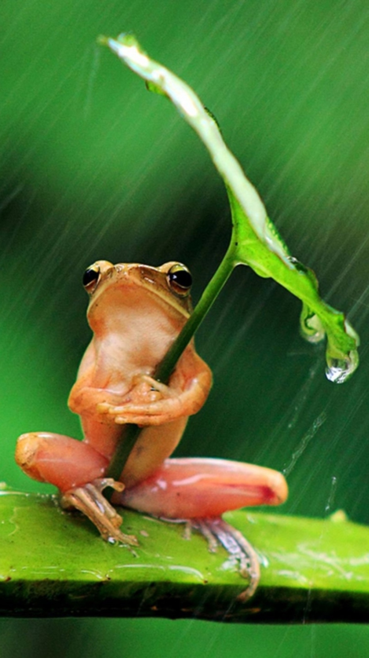 Sfondi Funny Frog Hiding From Rain 750x1334