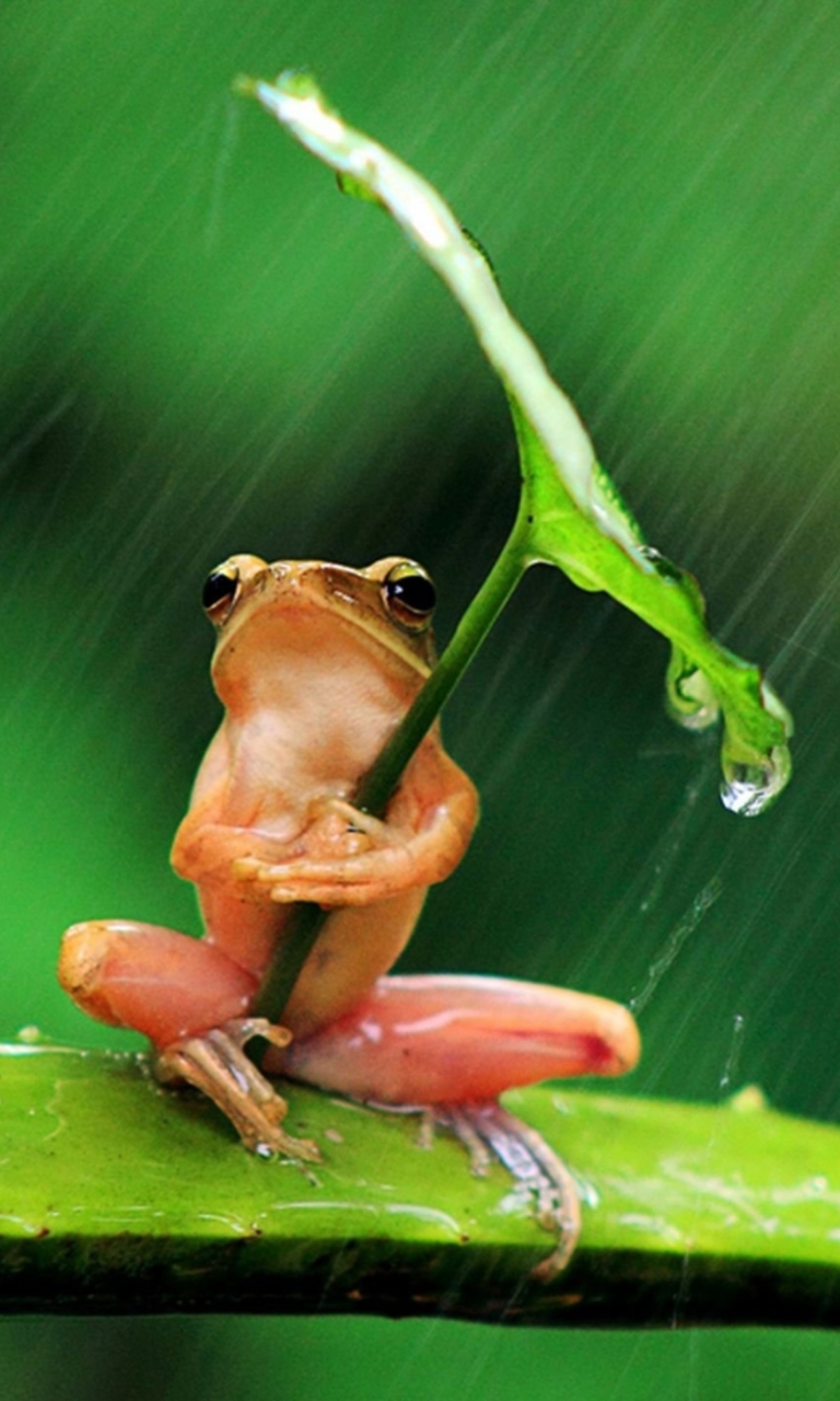 Обои Funny Frog Hiding From Rain 768x1280