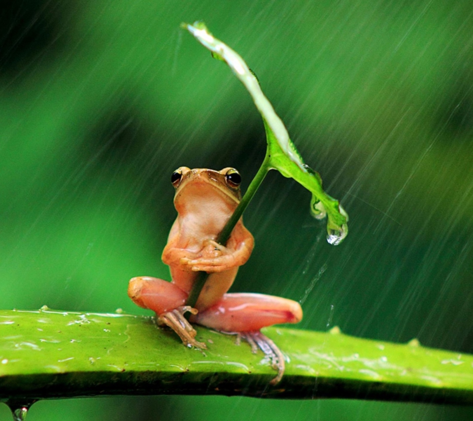 Обои Funny Frog Hiding From Rain 960x854