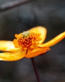 Orange Flower screenshot #1 128x160