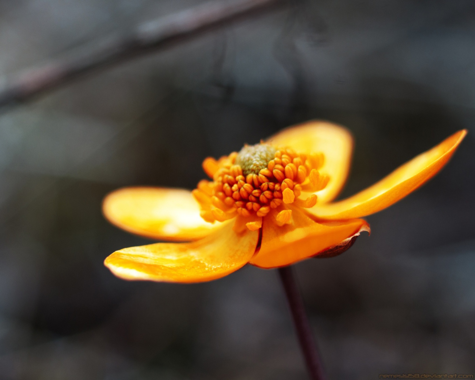 Fondo de pantalla Orange Flower 1600x1280