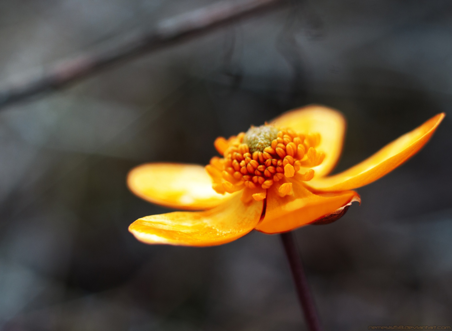 Fondo de pantalla Orange Flower 1920x1408