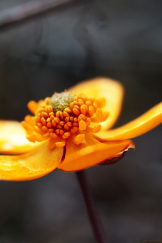 Sfondi Orange Flower 320x480