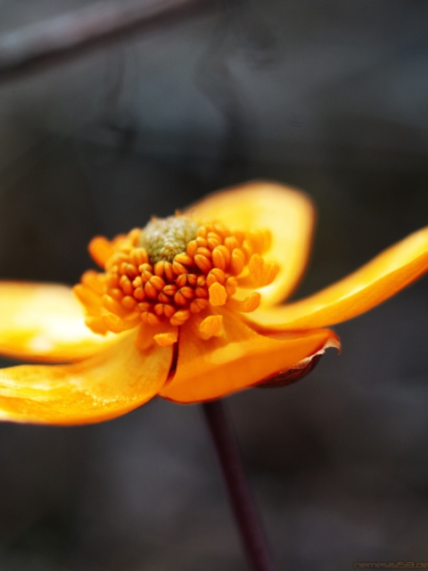 Fondo de pantalla Orange Flower 480x640