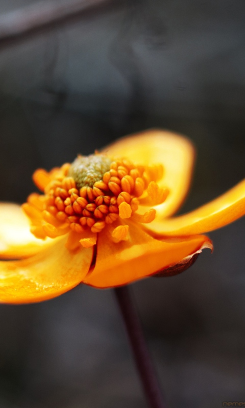 Fondo de pantalla Orange Flower 480x800