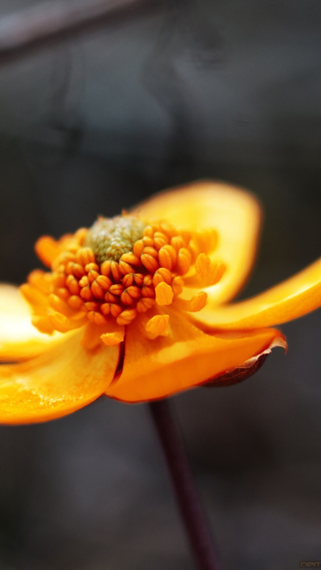 Fondo de pantalla Orange Flower 640x1136