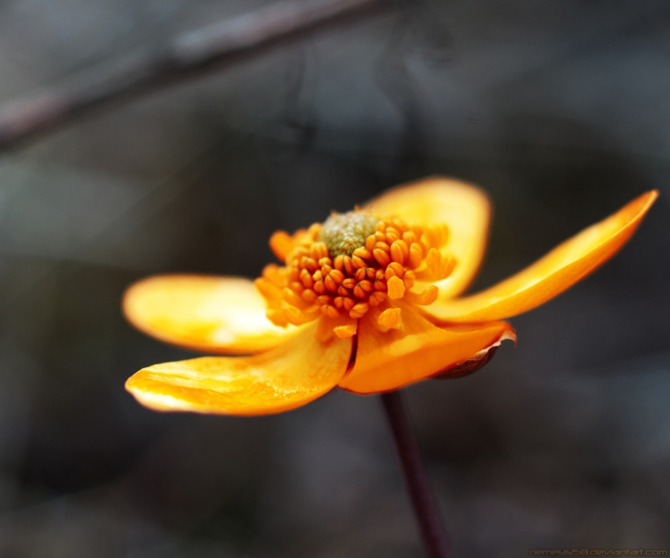 Sfondi Orange Flower 960x800