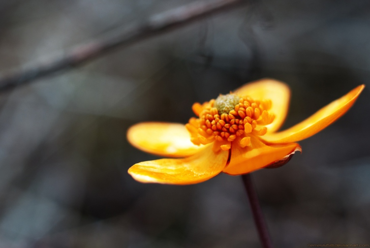 Fondo de pantalla Orange Flower