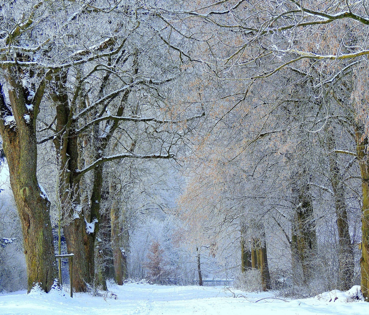 Обои Winter Alley 1200x1024