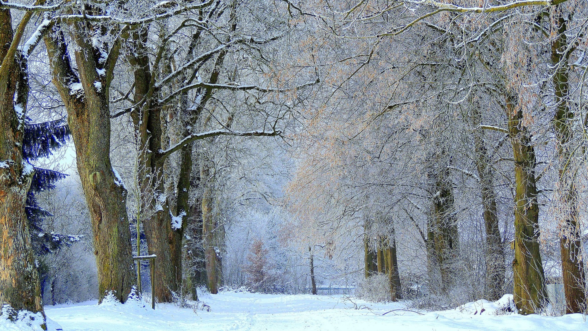 Winter Alley wallpaper 1920x1080