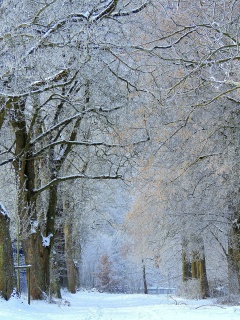 Winter Alley wallpaper 240x320