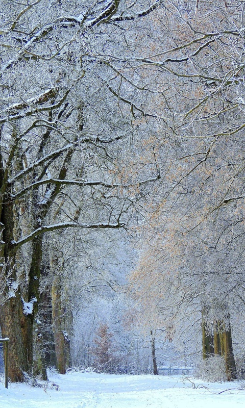 Sfondi Winter Alley 480x800