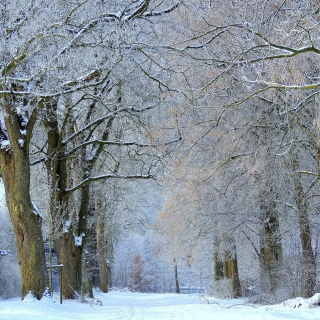 Free Winter Alley Picture for iPad 3