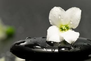 White Flower Macro - Obrázkek zdarma pro Sony Xperia M