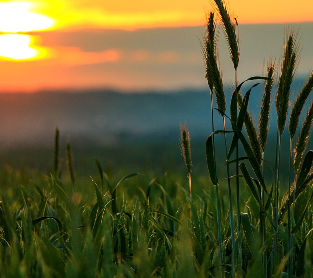 Sfondi Wheat Sunset 1080x960