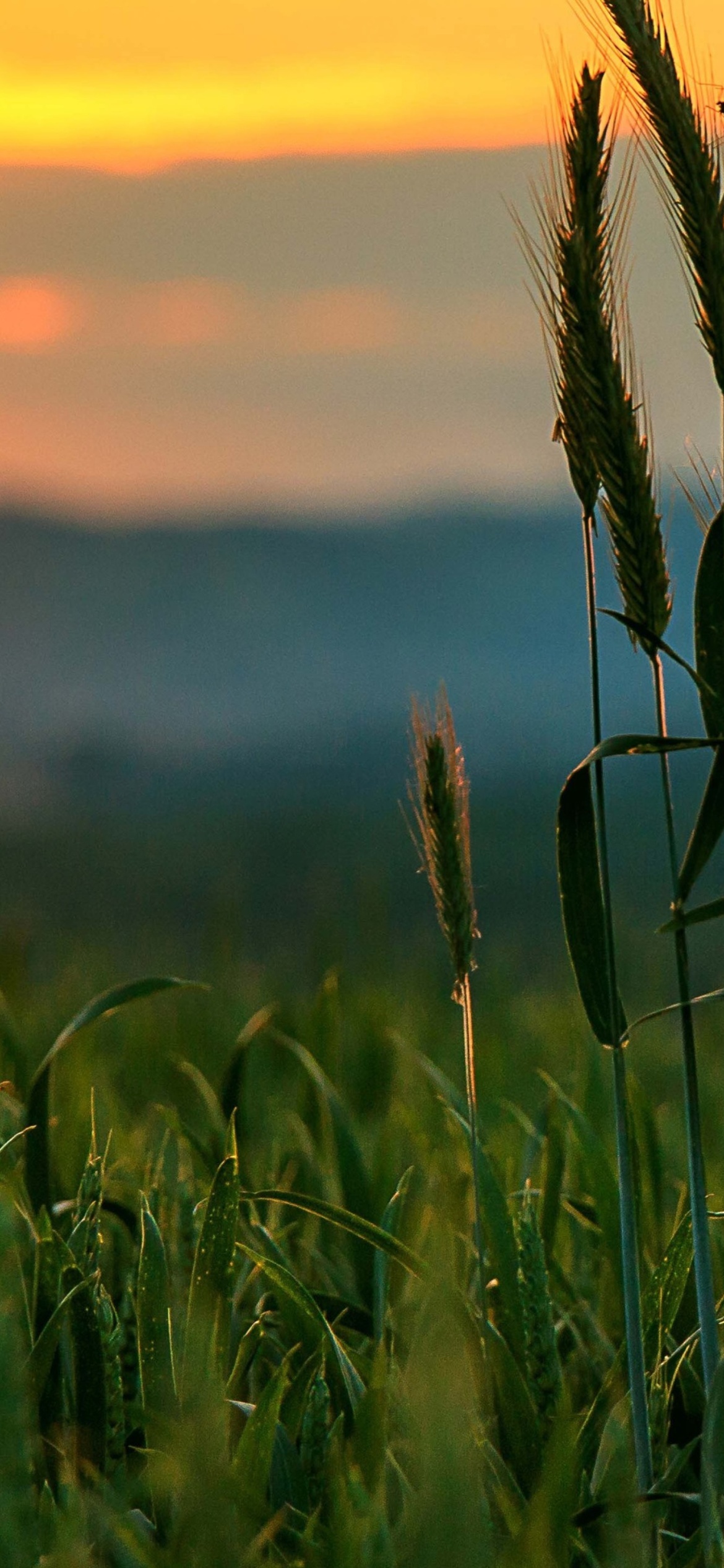 Wheat Sunset wallpaper 1170x2532