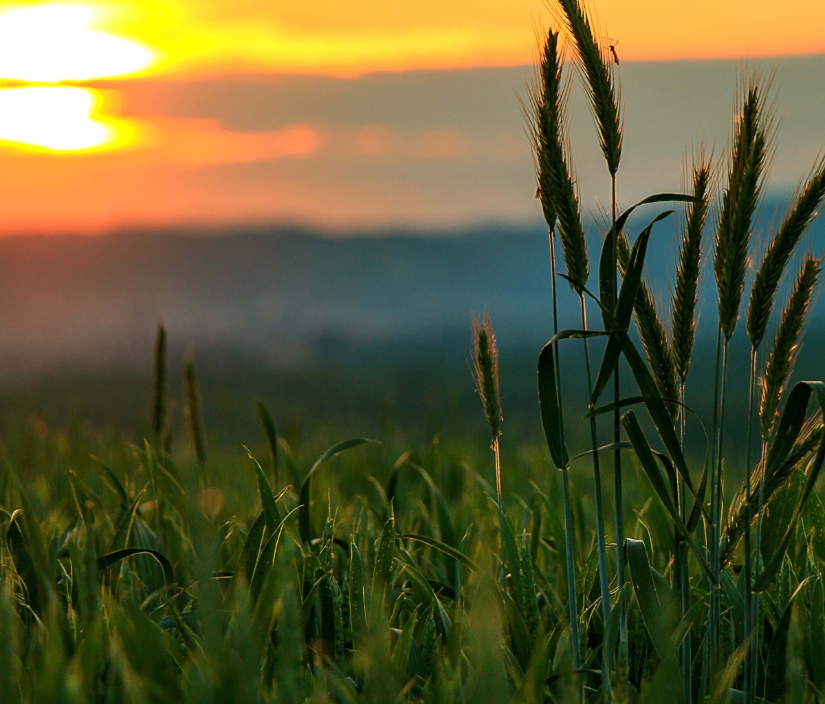 Wheat Sunset screenshot #1 1200x1024