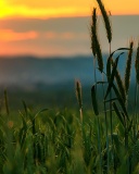 Wheat Sunset wallpaper 128x160