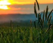 Fondo de pantalla Wheat Sunset 176x144