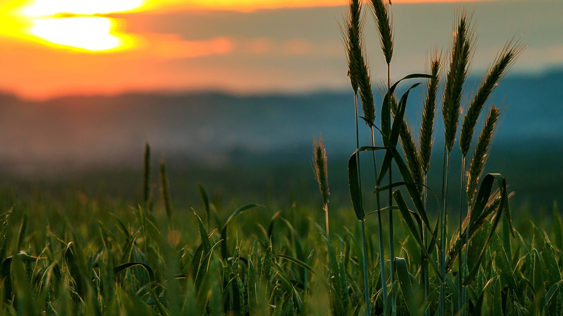 Das Wheat Sunset Wallpaper 1920x1080