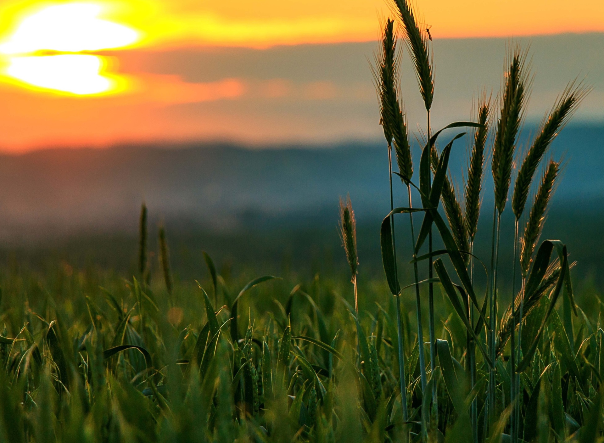 Sfondi Wheat Sunset 1920x1408