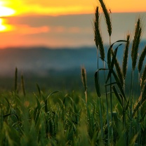 Das Wheat Sunset Wallpaper 208x208