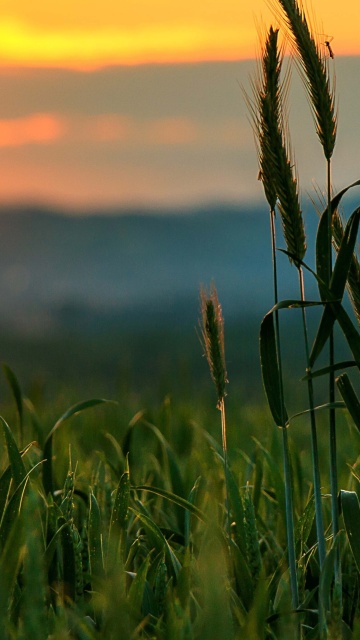 Wheat Sunset screenshot #1 360x640