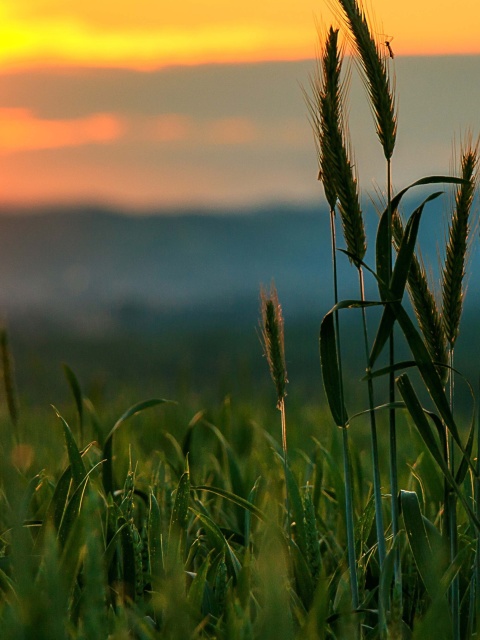 Das Wheat Sunset Wallpaper 480x640