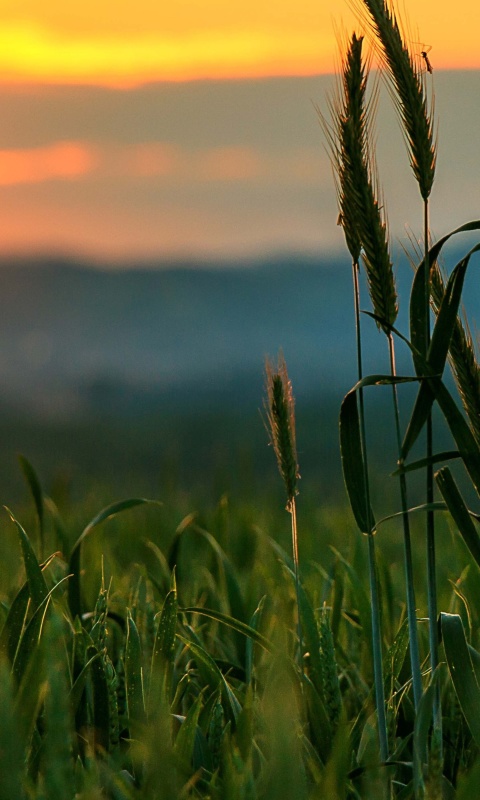 Das Wheat Sunset Wallpaper 480x800