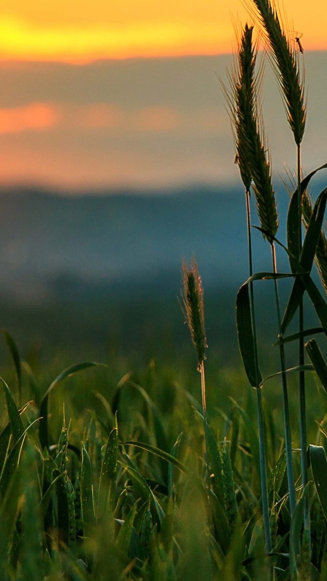 Обои Wheat Sunset 640x1136