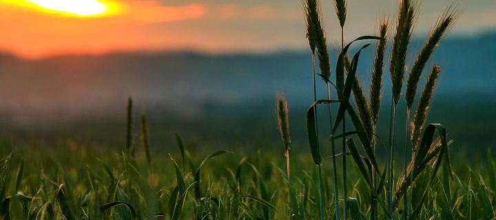 Sfondi Wheat Sunset 720x320