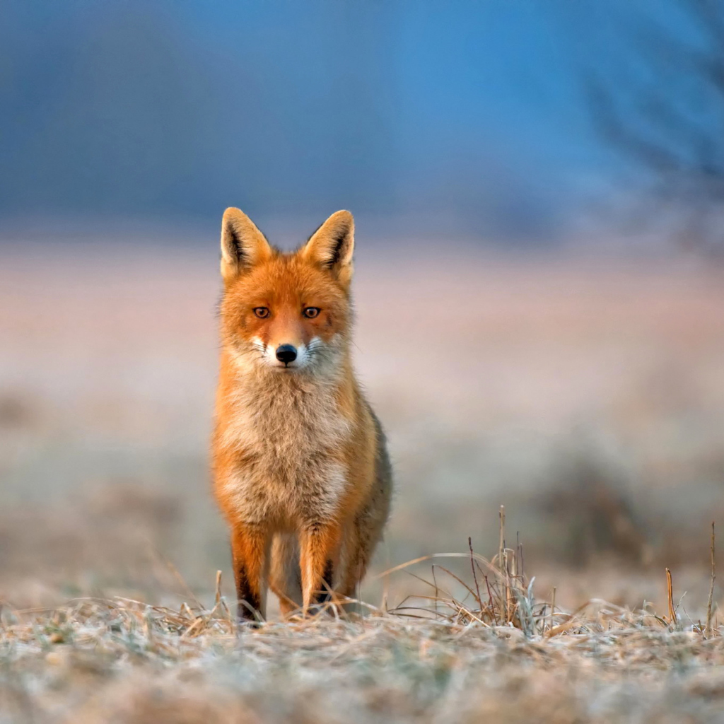 Orange Fox In Field screenshot #1 1024x1024