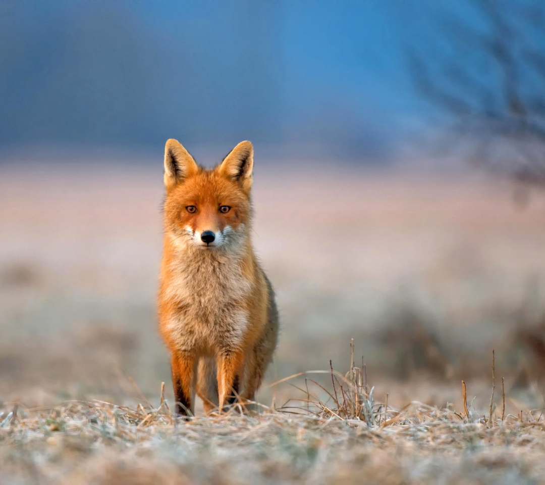 Das Orange Fox In Field Wallpaper 1080x960
