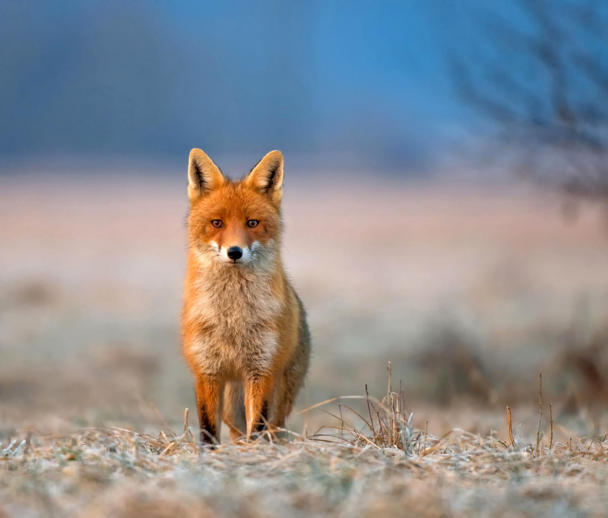 Orange Fox In Field wallpaper 1200x1024