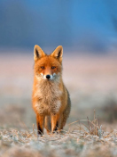 Orange Fox In Field screenshot #1 132x176