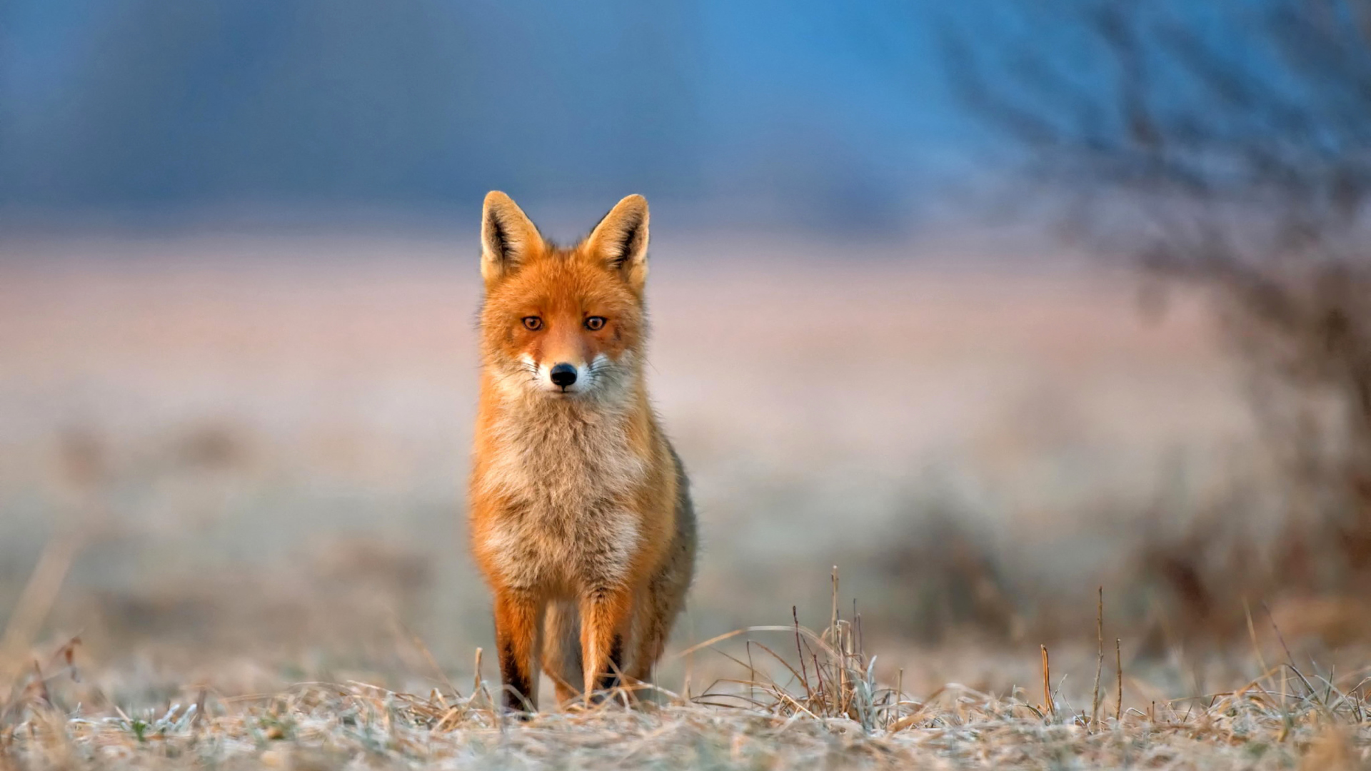 Das Orange Fox In Field Wallpaper 1920x1080