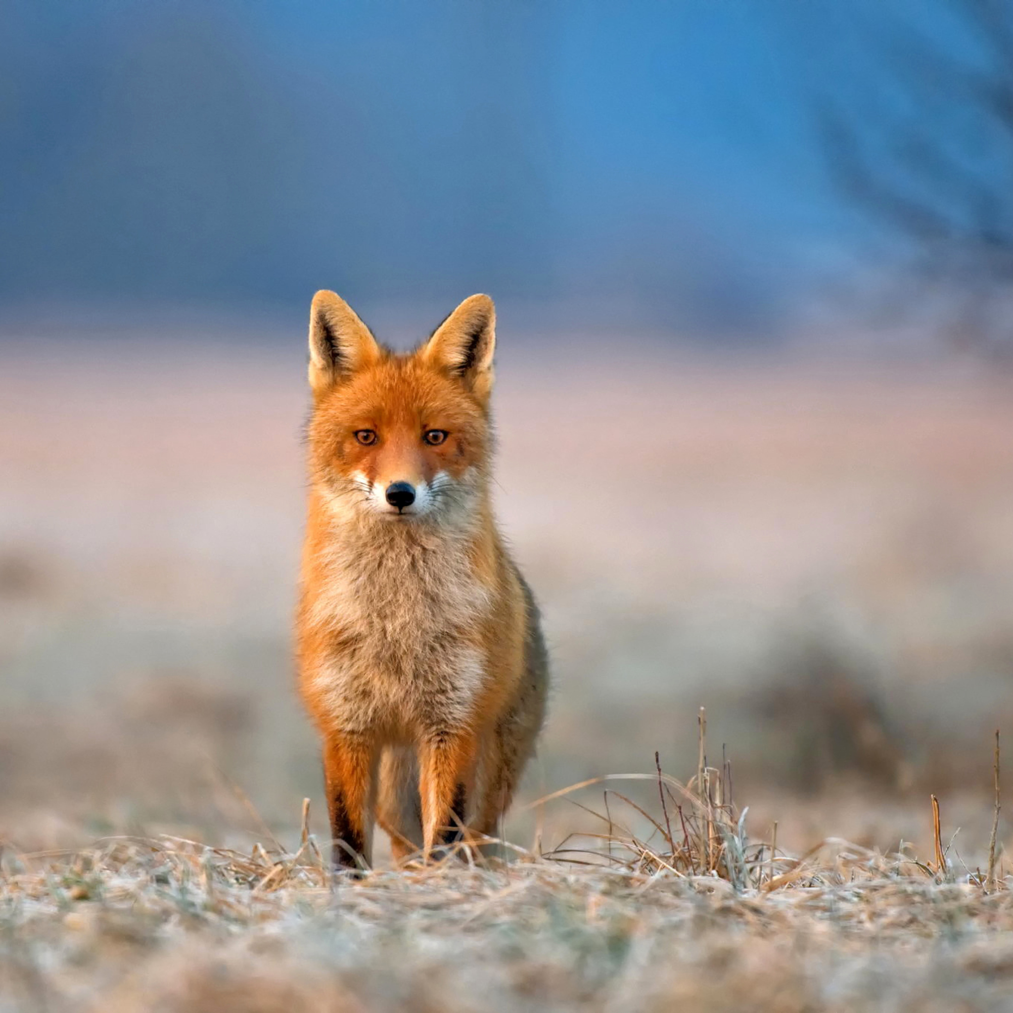 Das Orange Fox In Field Wallpaper 2048x2048