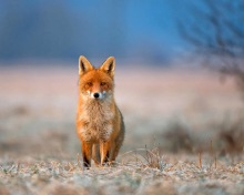 Das Orange Fox In Field Wallpaper 220x176