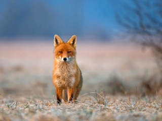 Orange Fox In Field wallpaper 320x240