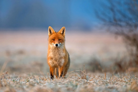 Orange Fox In Field wallpaper 480x320