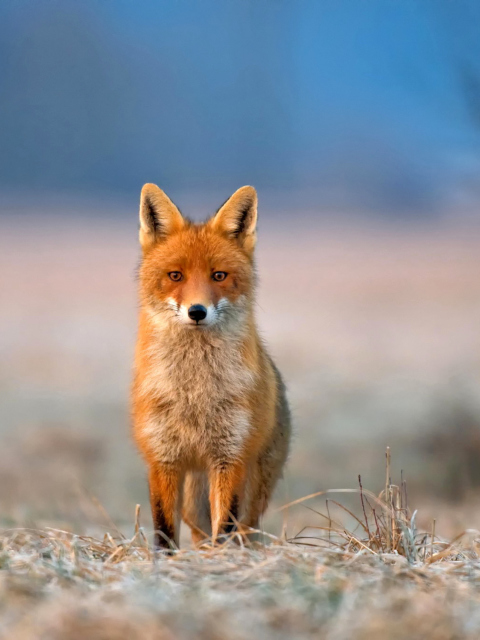 Обои Orange Fox In Field 480x640