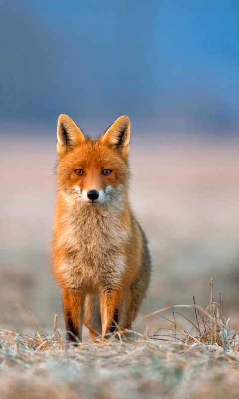 Обои Orange Fox In Field 480x800