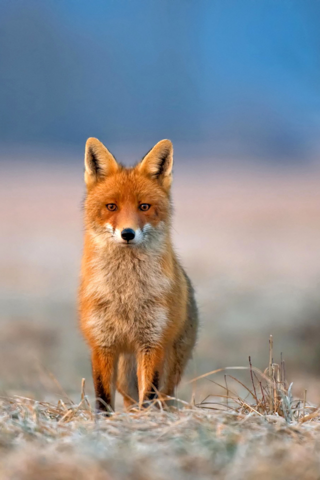 Orange Fox In Field screenshot #1 640x960