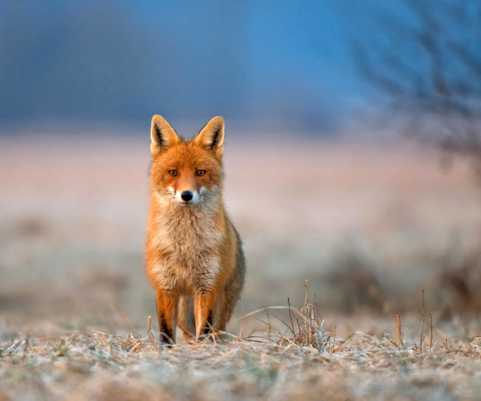 Orange Fox In Field wallpaper 960x800