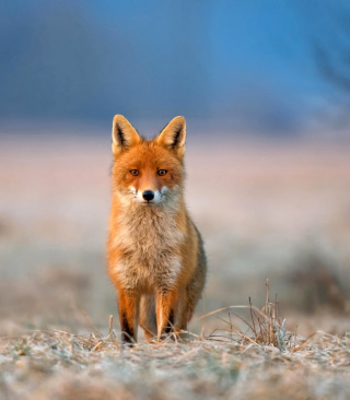 Orange Fox In Field - Obrázkek zdarma pro Nokia Asha 309