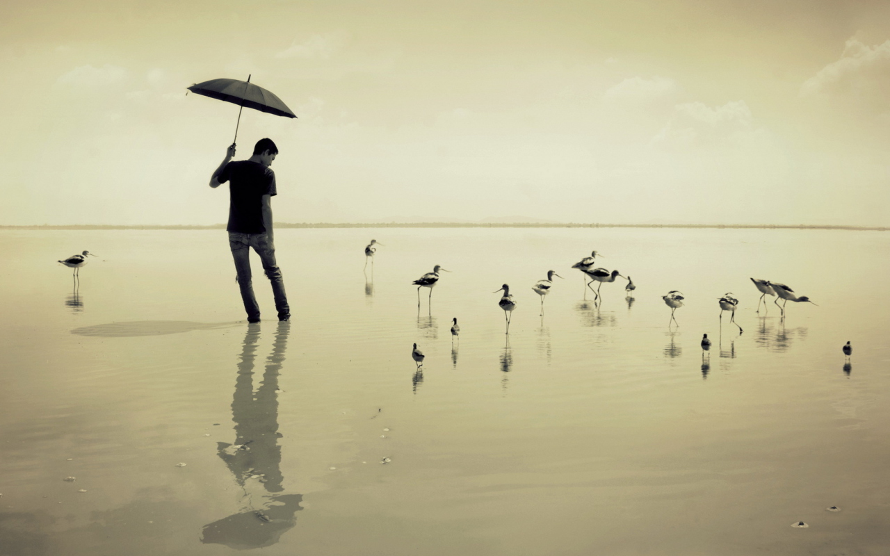 Guy With Umbrella And Bird Lake wallpaper 1280x800