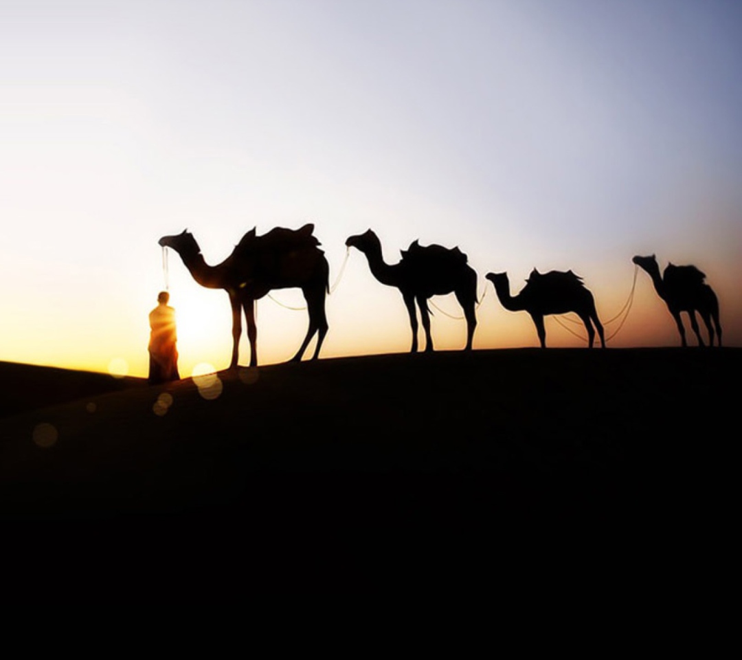 Das Camel At Sunset Wallpaper 1080x960